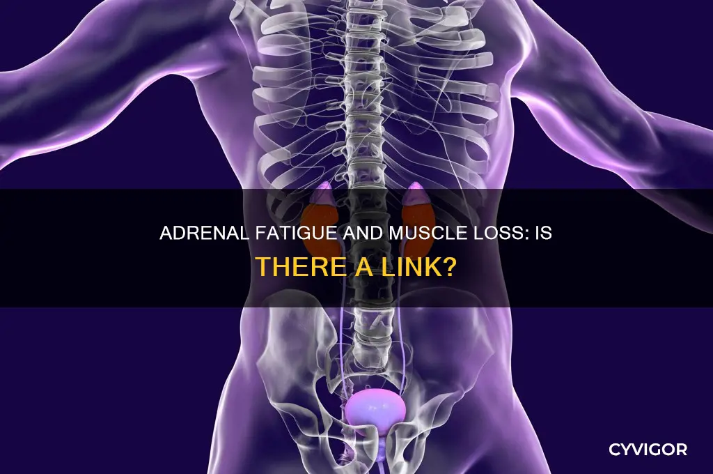 does adrenal fatigue cause muscle loss