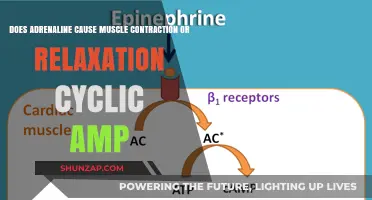 Adrenaline's Impact: Muscle Contraction or Relaxation via cAMP