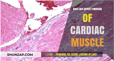 Exploring the Impact of Age on Cardiac Muscle Fibrosis
