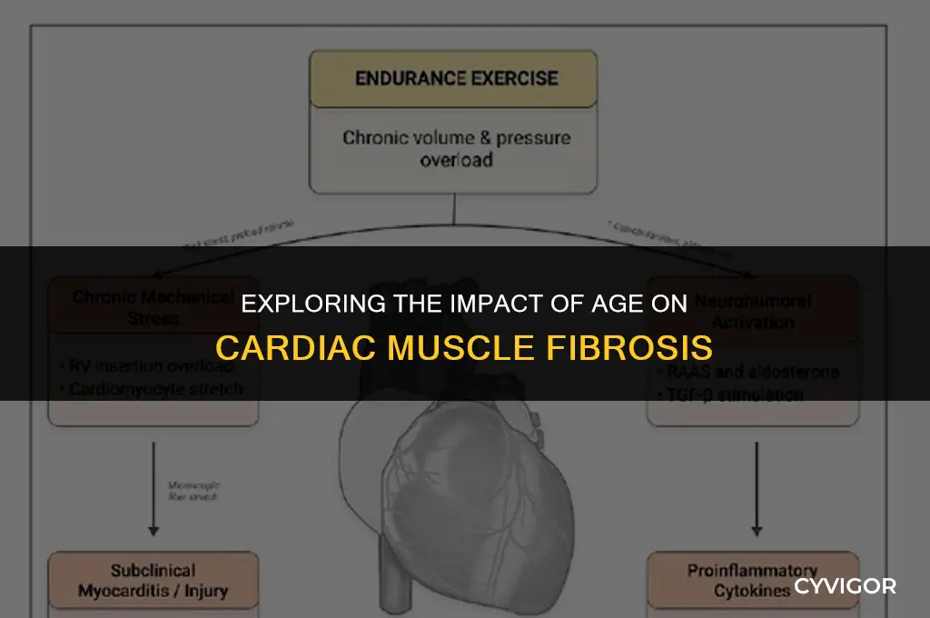 does age affect fibrosis of cardiac muscle