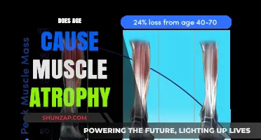 How Age Influences Muscle Atrophy and Loss
