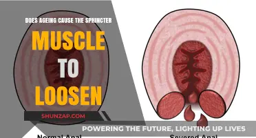 The Sphincter Muscle: Ageing and Its Effect