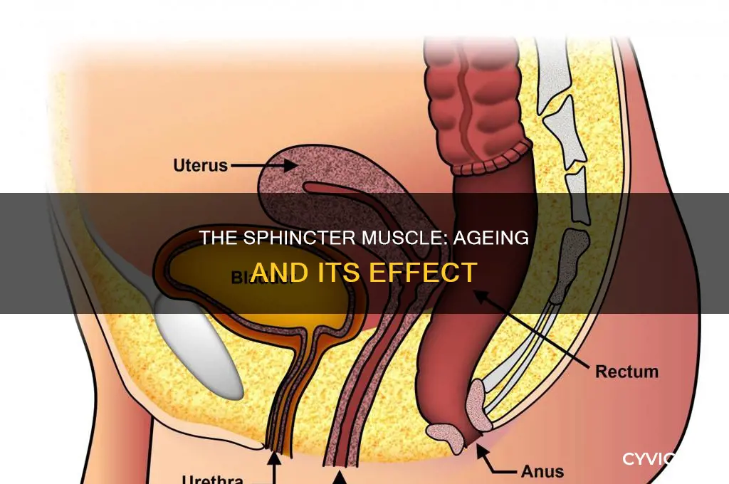 does ageing cause the sphincter muscle to loosen