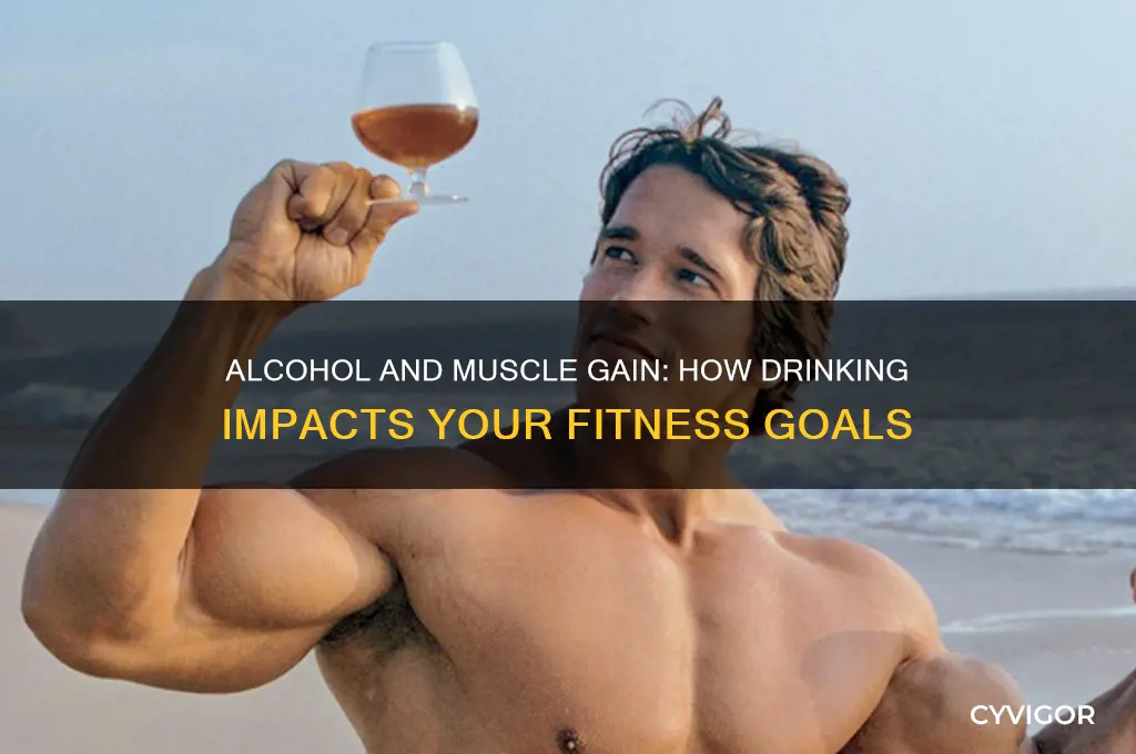 does alcohol affect muscle gain