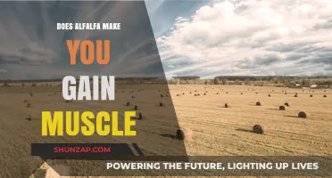 Can Alfalfa Boost Muscle Growth? Uncovering the Truth Behind the Claims