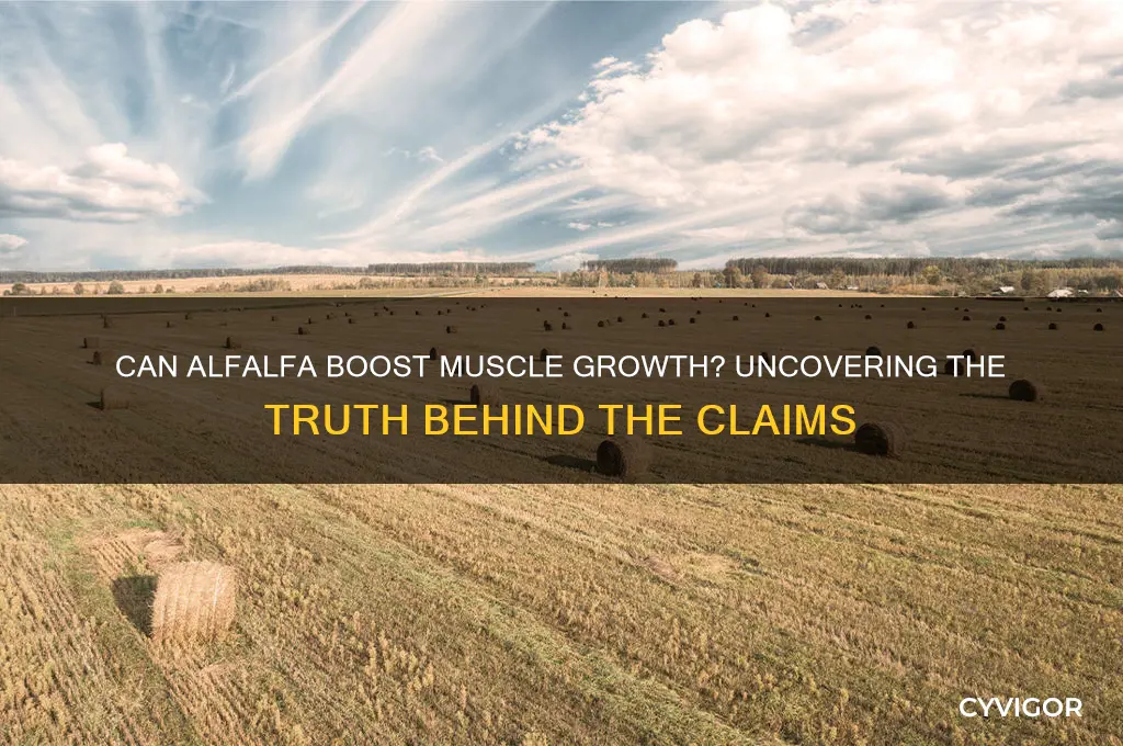does alfalfa make you gain muscle