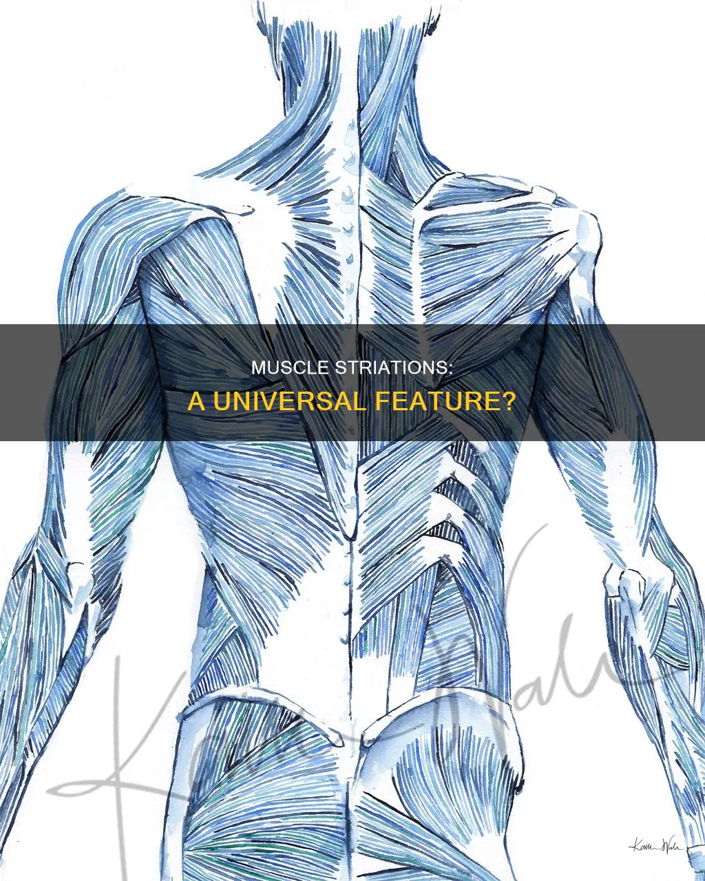 does all muscle contain striation