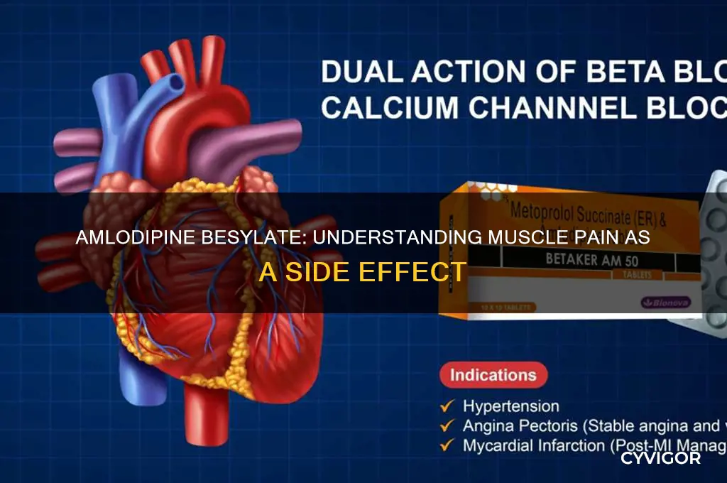 does amlodipine besylate cause muscle pain