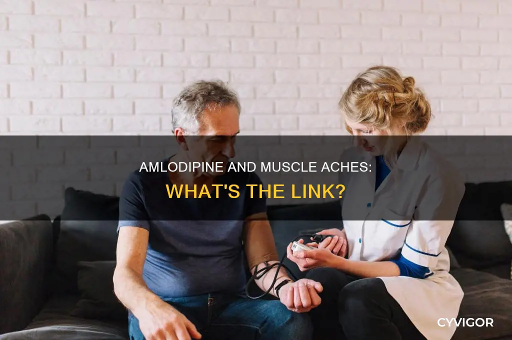 does amlodipine cause muscle aches