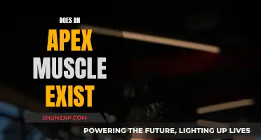 Unraveling the Myth of Apex Muscle Existence