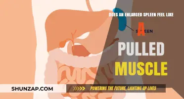 Enlarged Spleen vs. Pulled Muscle: Symptoms, Pain, and Differences
