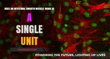 Does Intestinal Smooth Muscle Function as a Unified Synchronized Unit?
