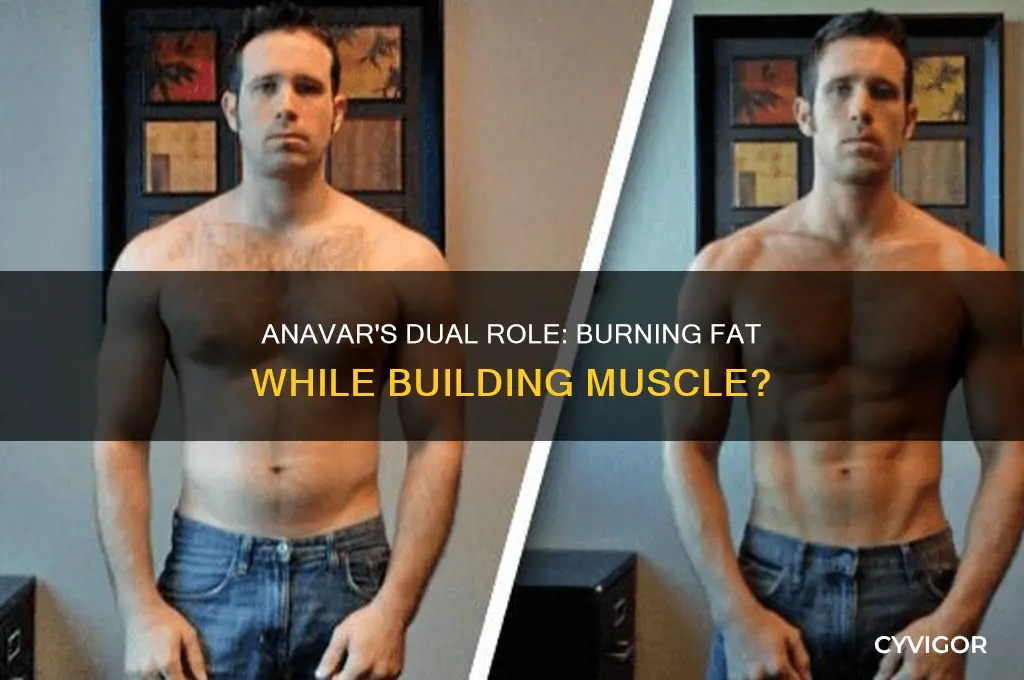 does anavar make you burn fat and gain muscle