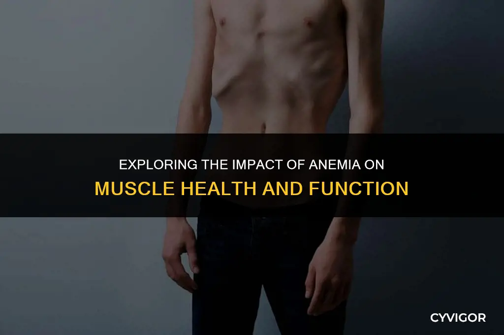 does anemia affect muscles