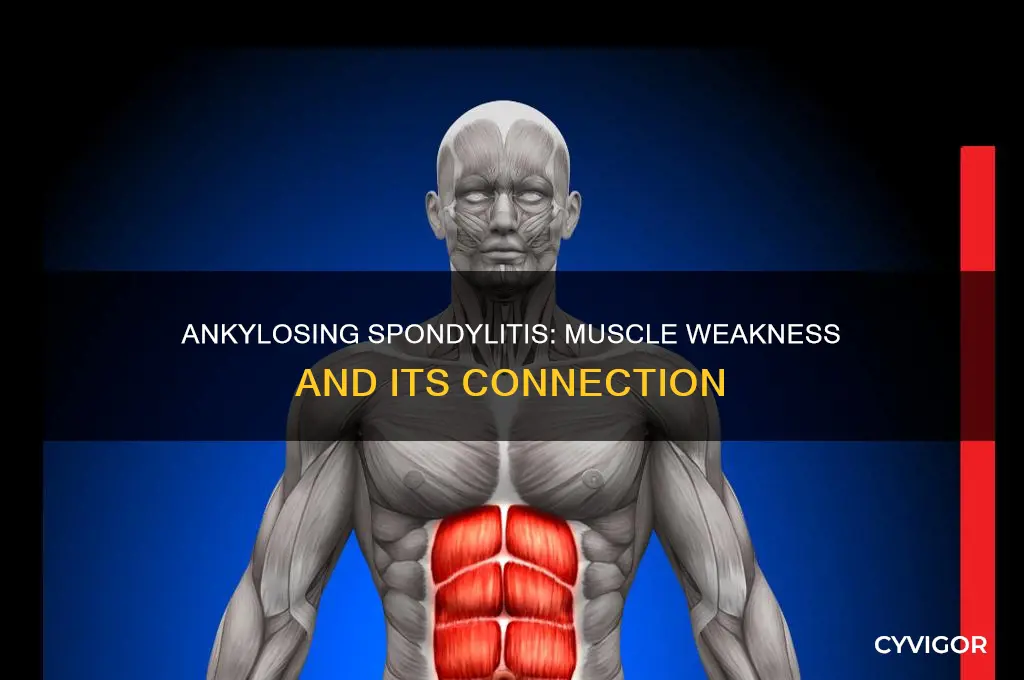 does ankylosing spondylitis cause muscle weakness
