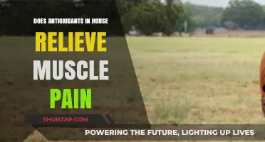 Antioxidants in Horses: Relieving Muscle Pain Naturally?
