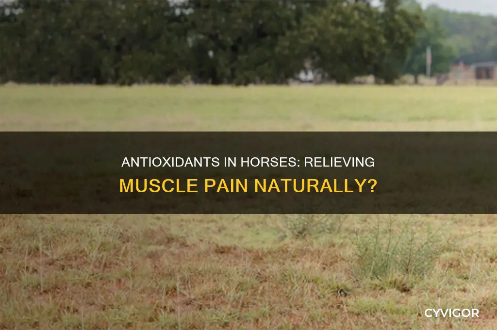 does antioxidants in horse relieve muscle pain