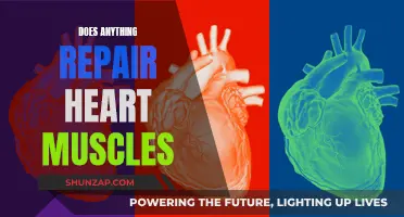 Repairing Heart Muscles: What Are Our Options?