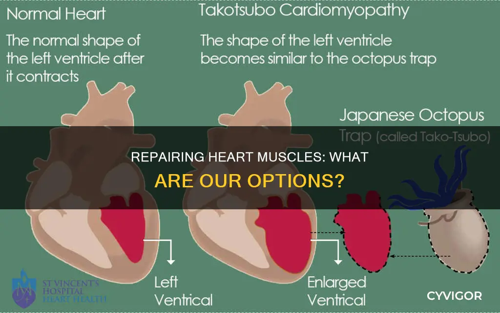 does anything repair heart muscles