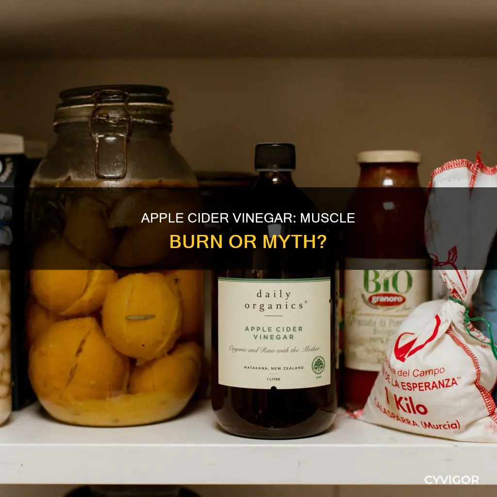 does apple cider burn muscles