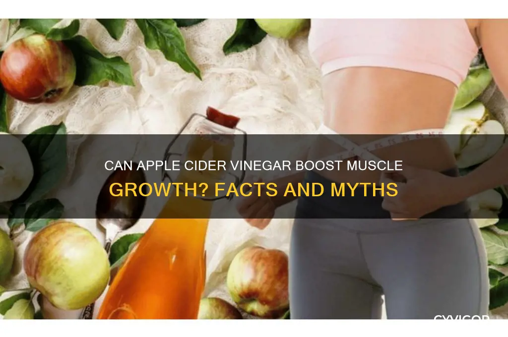 does apple cider vinegar help gain muscle