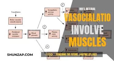 Arterial Vasocilation: Muscles' Role and Function Explored