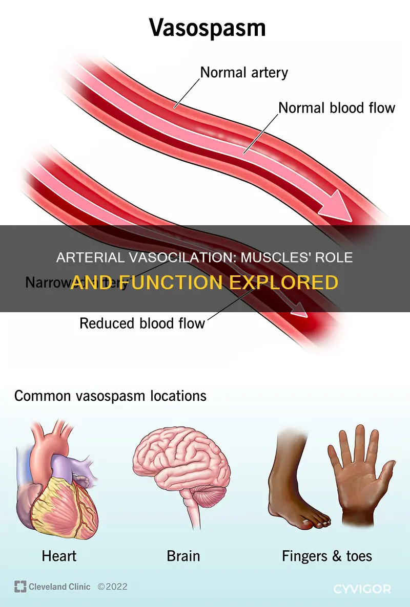 does arterial vasocialation involve muscles