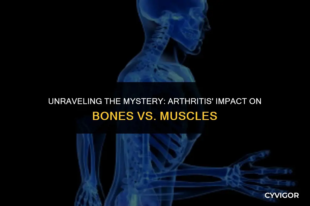 does arthritis affect bones or muscles