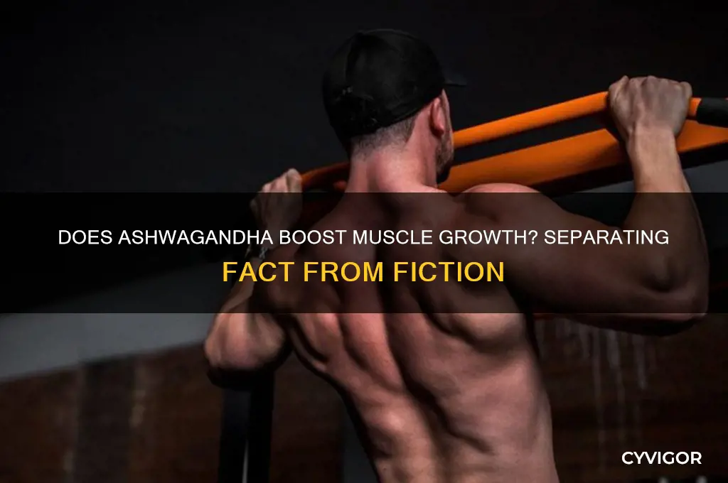 does ashwagandha actually work for muscle growth