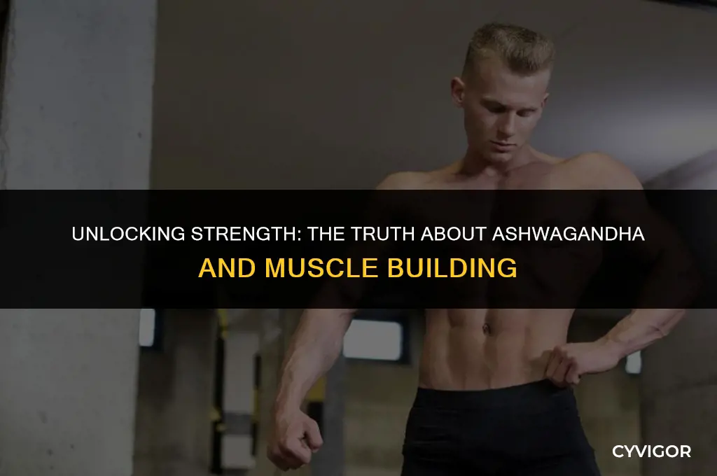does ashwagandha build muscle