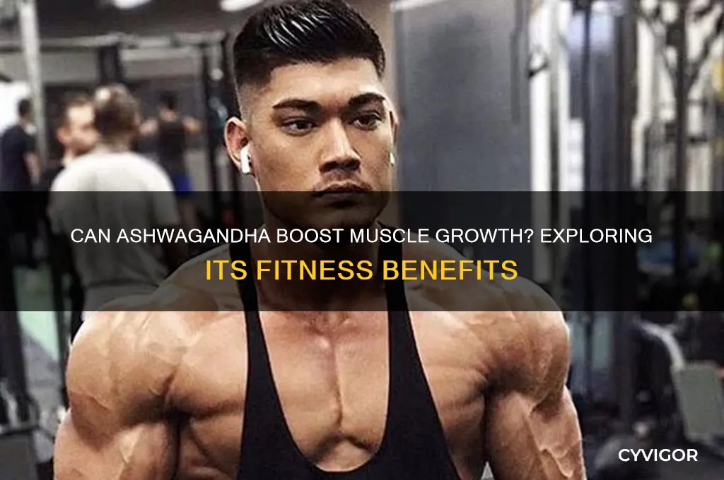 does ashwagandha grow muscle
