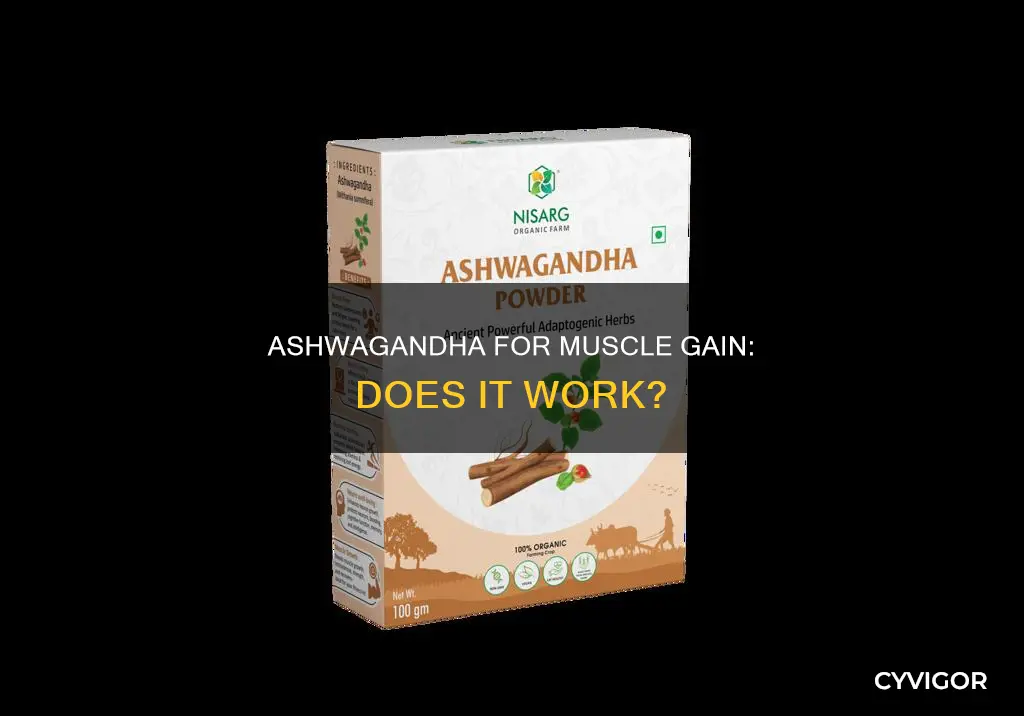 does ashwagandha increase muscle