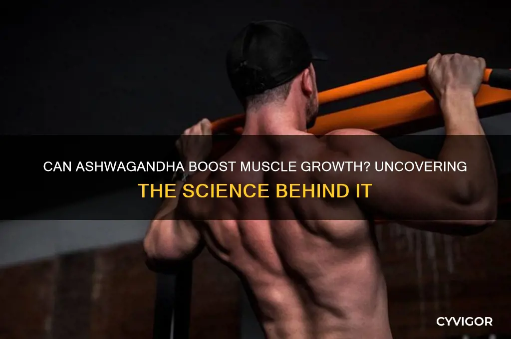 does ashwagandha make you gain muscle