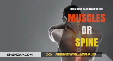 Understanding Back Pain: Muscle vs. Spine Origins