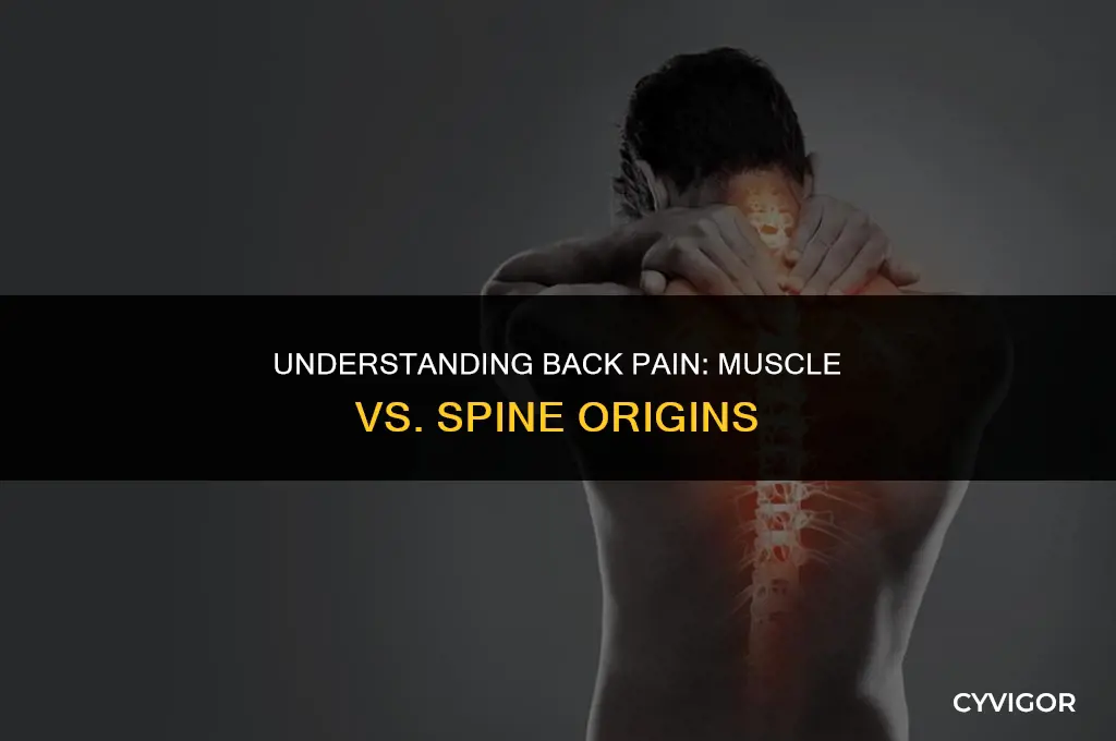 does back oain ovcur in the muscles or spine