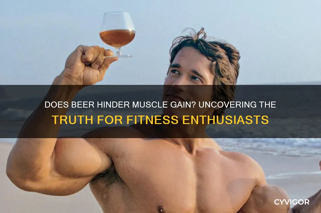 does beer affect muscle gain
