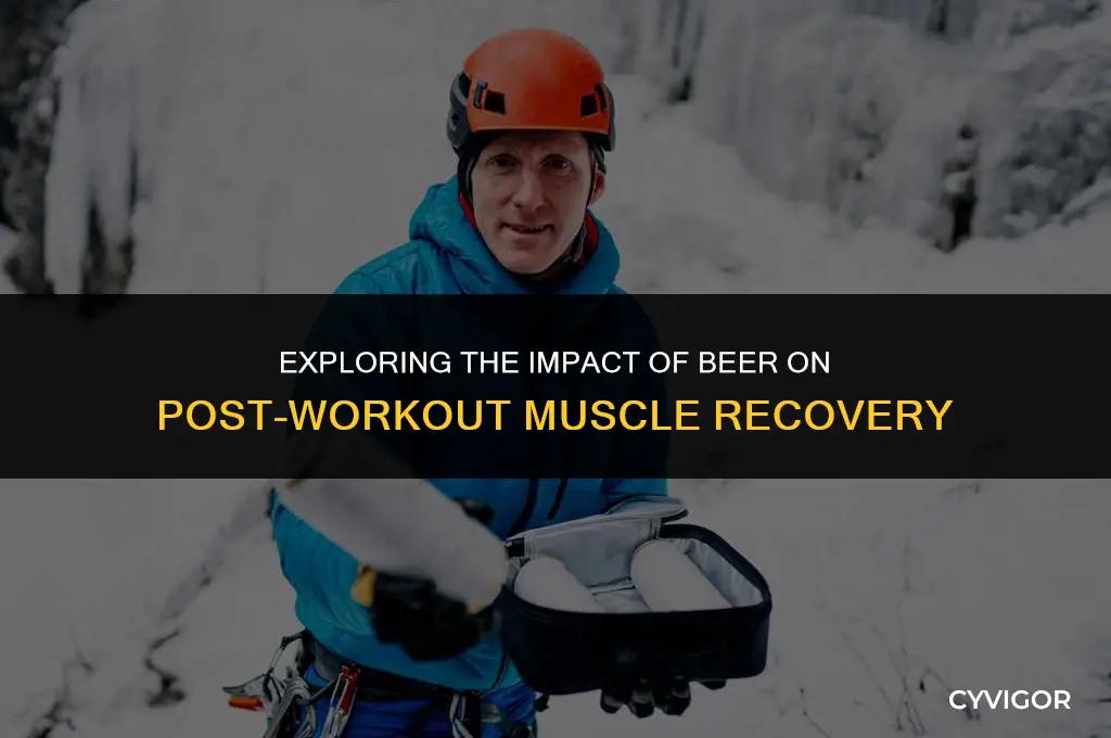 does beer affect muscle recovery