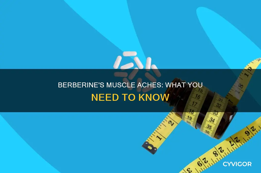 does berberine cause muscle aches