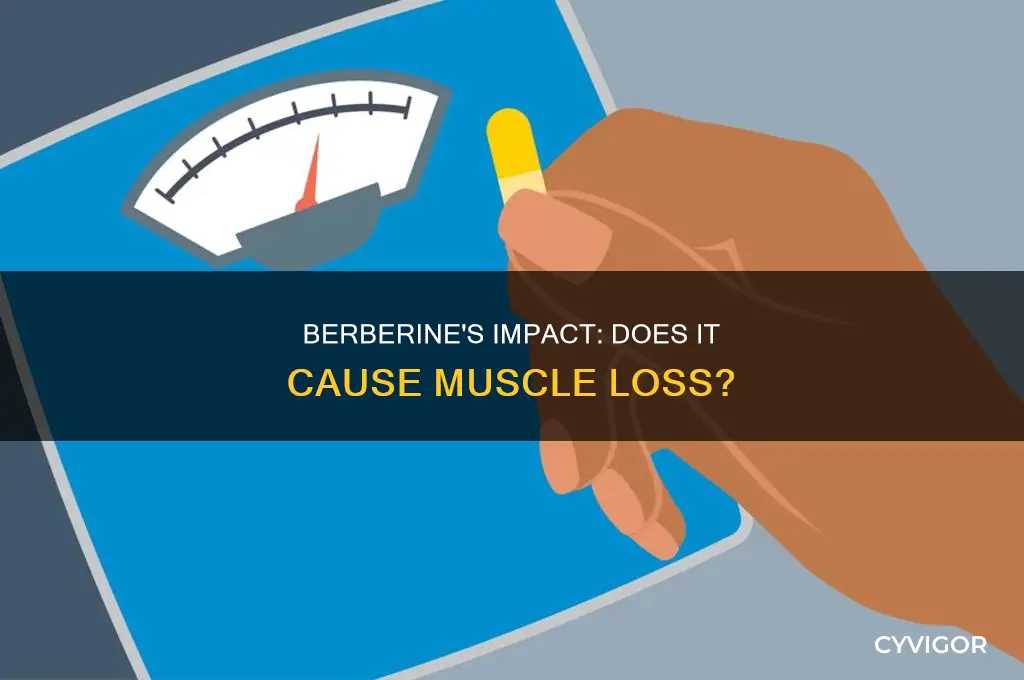 does berberine cause muscle loss