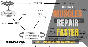 Muscle Mass Repair: Does Size Matter?