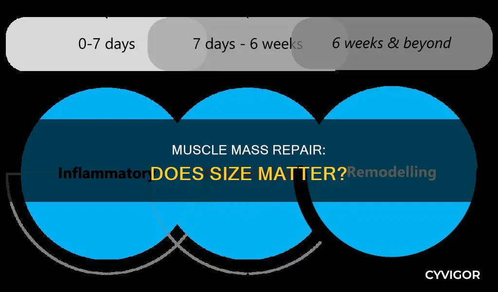 does bigger muscles repair faster