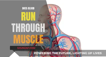 Blood Flow Through Muscles: Understanding the Intricate Process