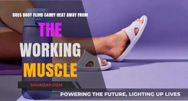 How Body Fluids Regulate Heat During Muscle Activity: Explained