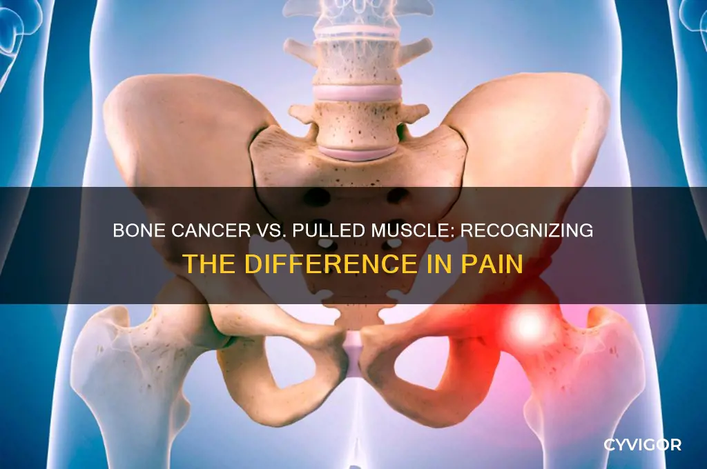 does bone cancer feel like a pulled muscle