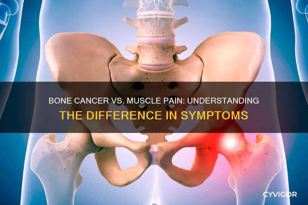 does bone cancer feel like muscle pain