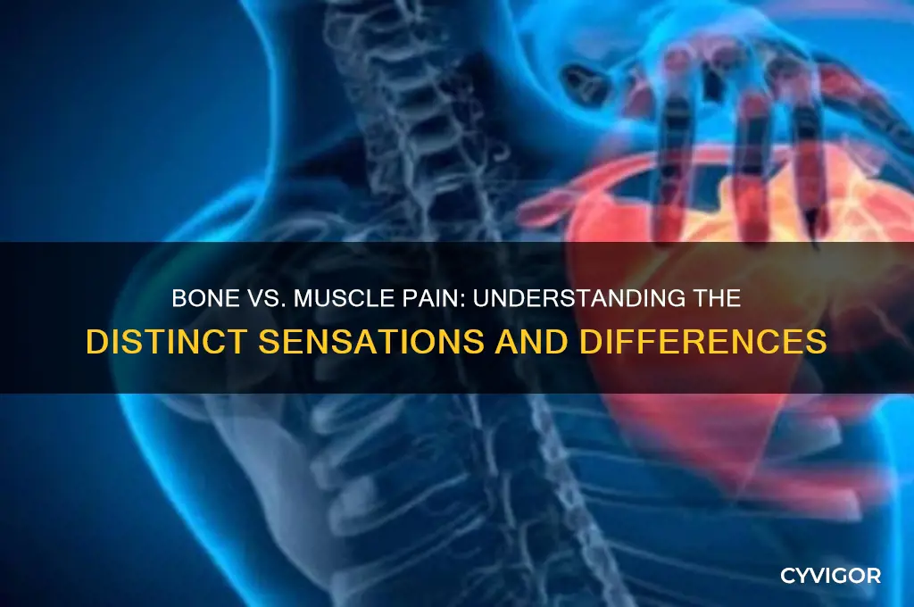 does bone pain feel the same as muscle pain