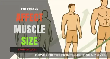 Exploring the Connection: How Bone Size Influences Muscle Development