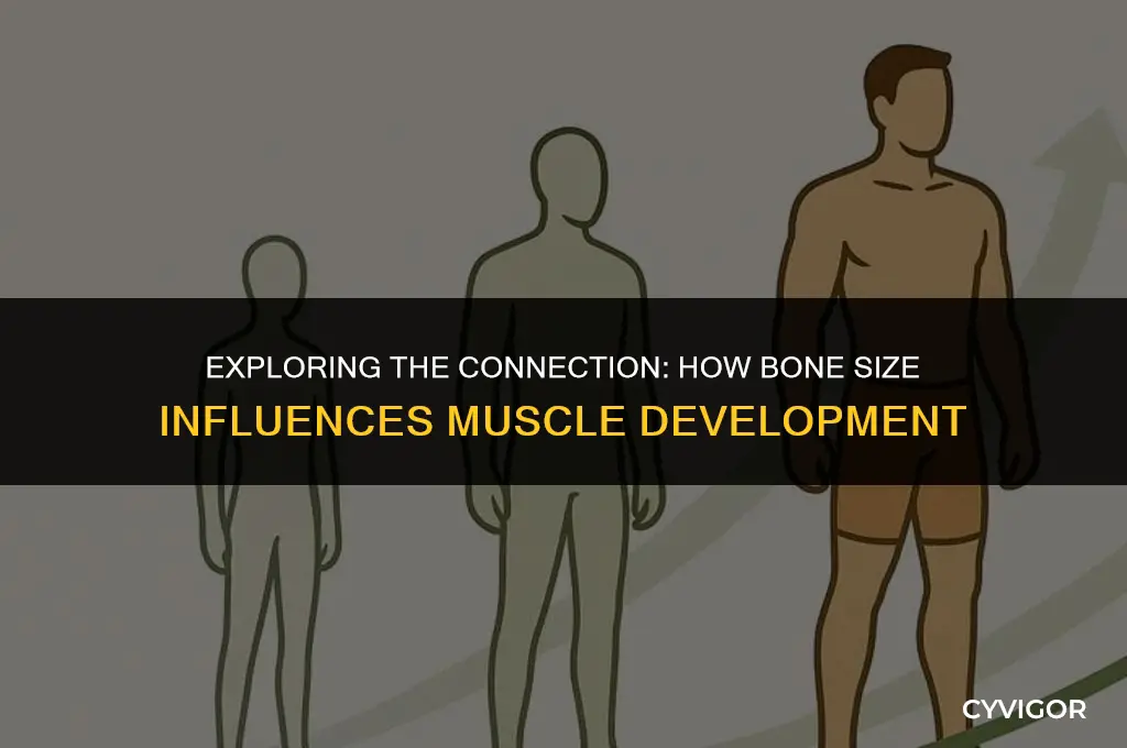 does bone size affect muscle size