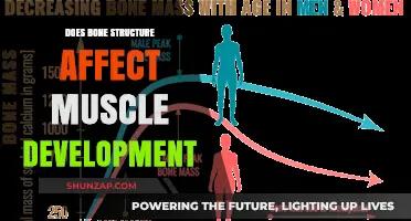 Unveiling the Connection: How Bone Structure Influences Muscle Growth