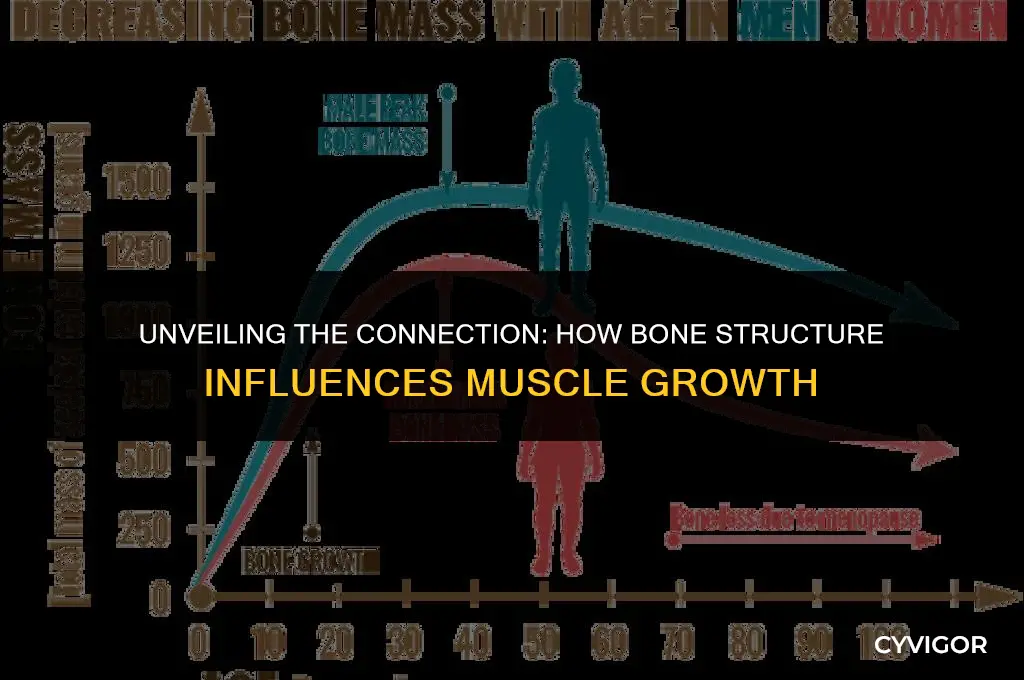 does bone structure affect muscle development